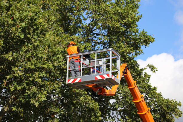 Best Tree Trimming and Pruning  in Lenoir City, TN